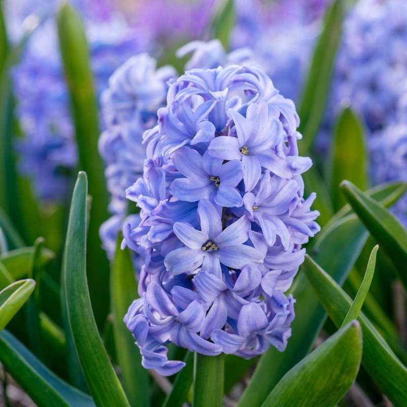 Hyacint 'Sky Planet'